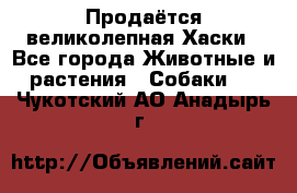 Продаётся великолепная Хаски - Все города Животные и растения » Собаки   . Чукотский АО,Анадырь г.